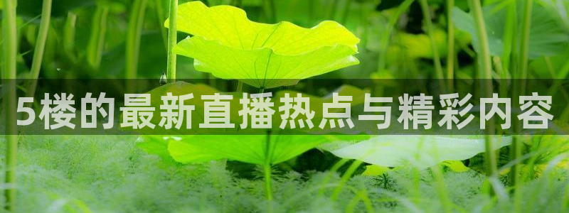 雨燕体育直播在线：5楼的最新直播热点与精彩内容